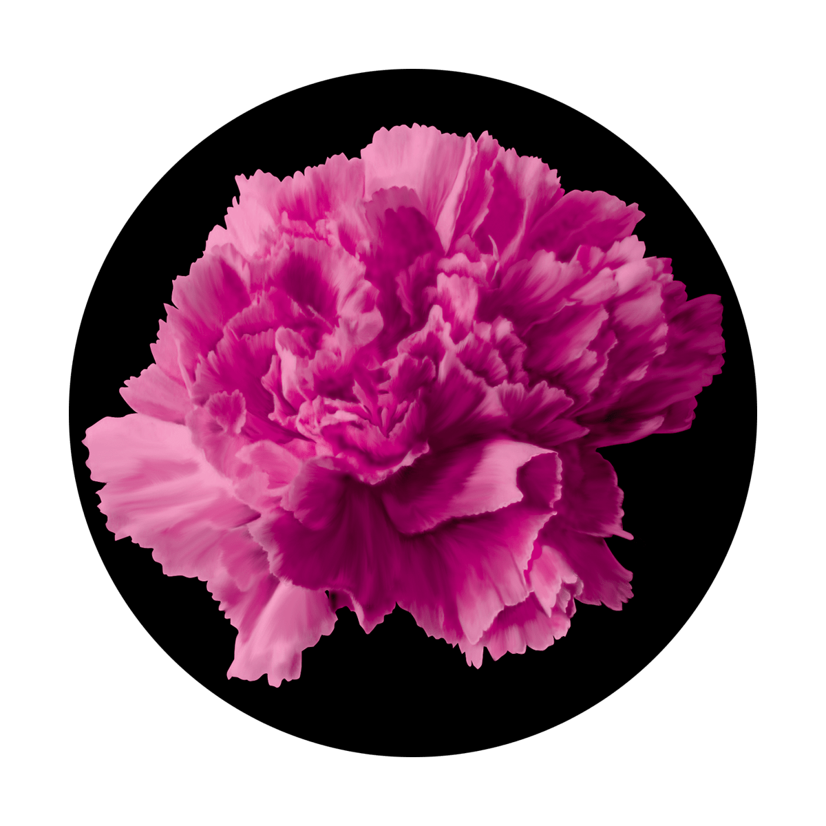 C2-0103 Pink Carnation