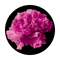 C2-0103 Pink Carnation