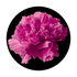 C2-0103 Pink Carnation
