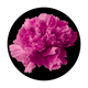 C2-0103 Pink Carnation
