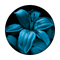 C2-0104 Blue Lily