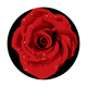 C2-0127 Red Rose