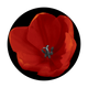 C2-0156 Red Tulip