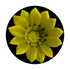 C2-0157 Yellow Flower