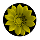 C2-0157 Yellow Flower
