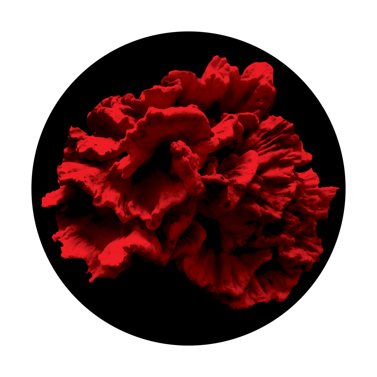 C2-1134 Single Coral Reef