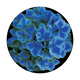 CS-0144 Blue Hydrangea