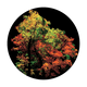 CS-0161 Fall Forest