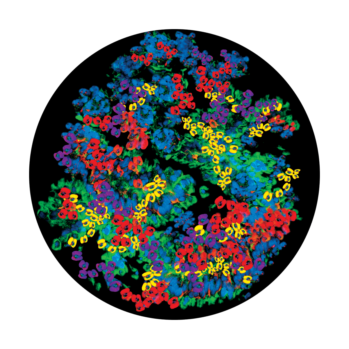 CS-2471 Flower Patch