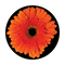 CS-3469 Gerbera Daisy