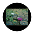 CSDS-8003 D. Antonakos - Lily Pad