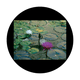 CSDS-8003 D. Antonakos - Lily Pad