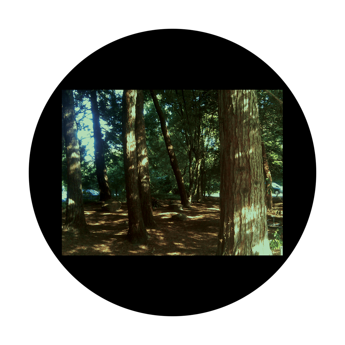 CSDS-8028 D. Antonakos - Woods