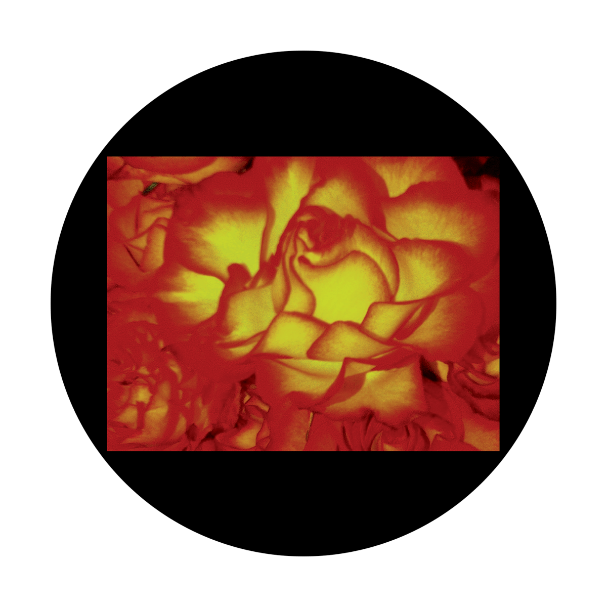 CSDS-8080 D. Antonakos - Roses Up Close