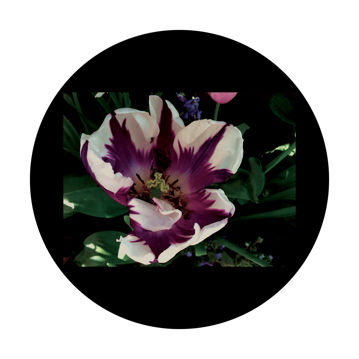 CSDS-8092 D. Antonakos - Purple Tulip