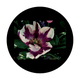CSDS-8092 D. Antonakos - Purple Tulip