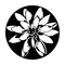ME-1166 Water Lily