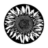 ME-1167 Sunflower