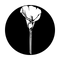 ME-1184 Lonely Calla Lily
