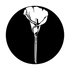ME-1184 Lonely Calla Lily