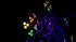 Chauvet DJ Wash FX Hex ILS